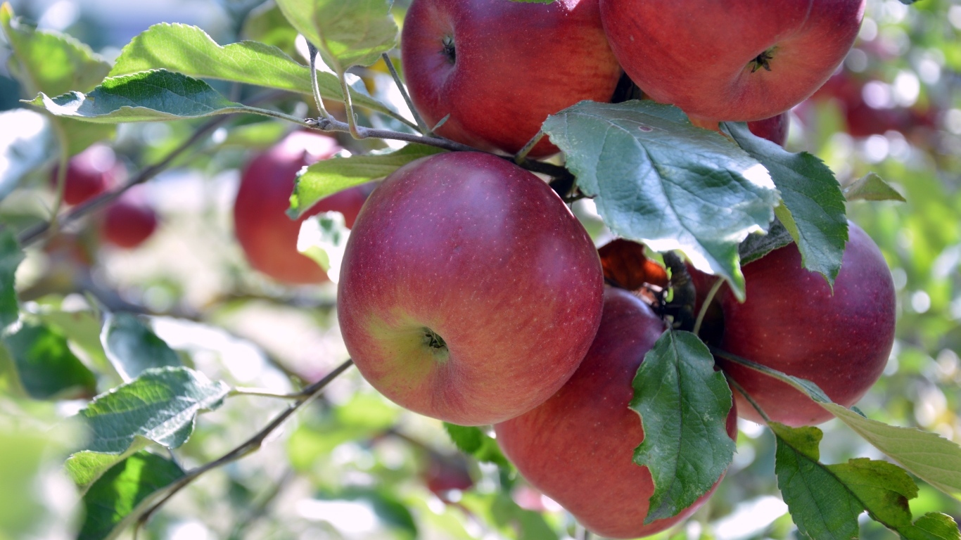 Сладкие красные яблоки на ветках дерева