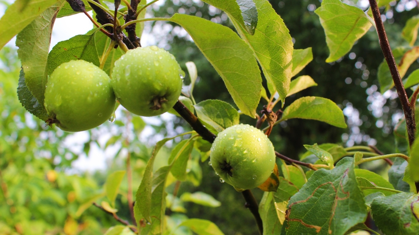 Мокрые зеленые яблоки на ветках