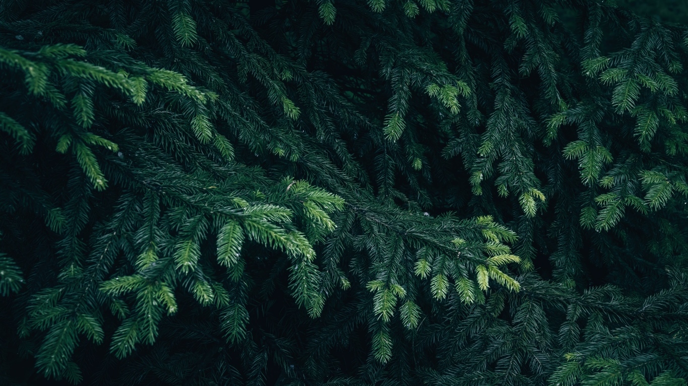 Зеленые еловые ветки крупным планом