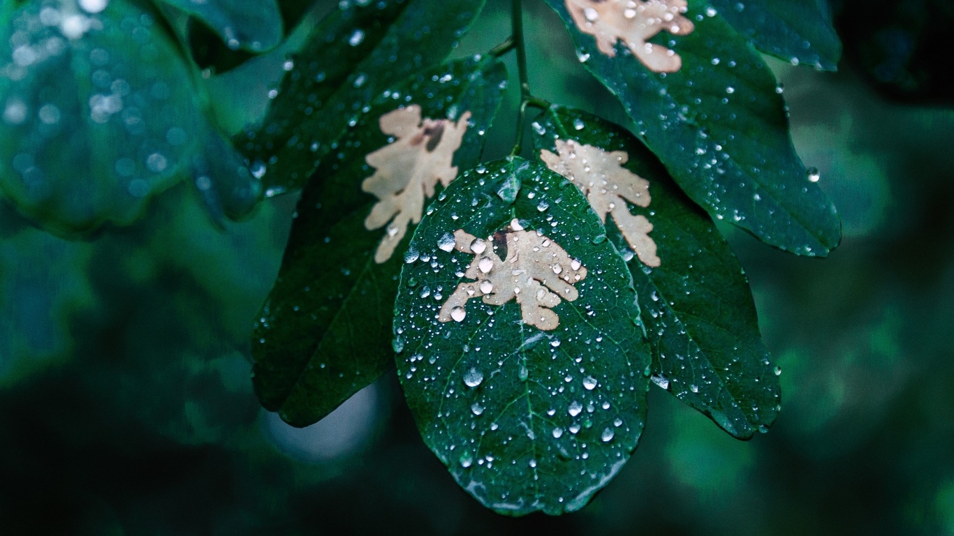 Капли дождя на зеленой ветке дерева