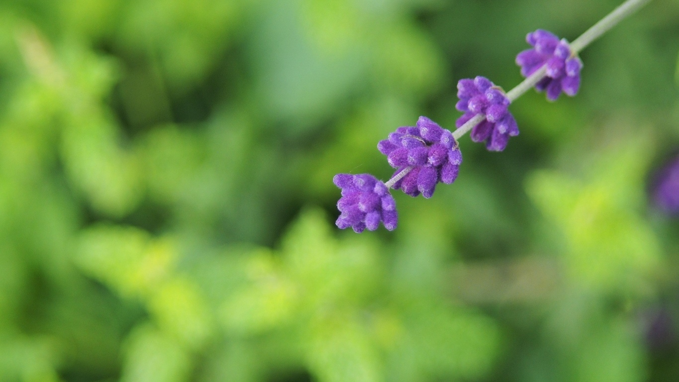 Веточка с фиолетовыми цветами лаванды