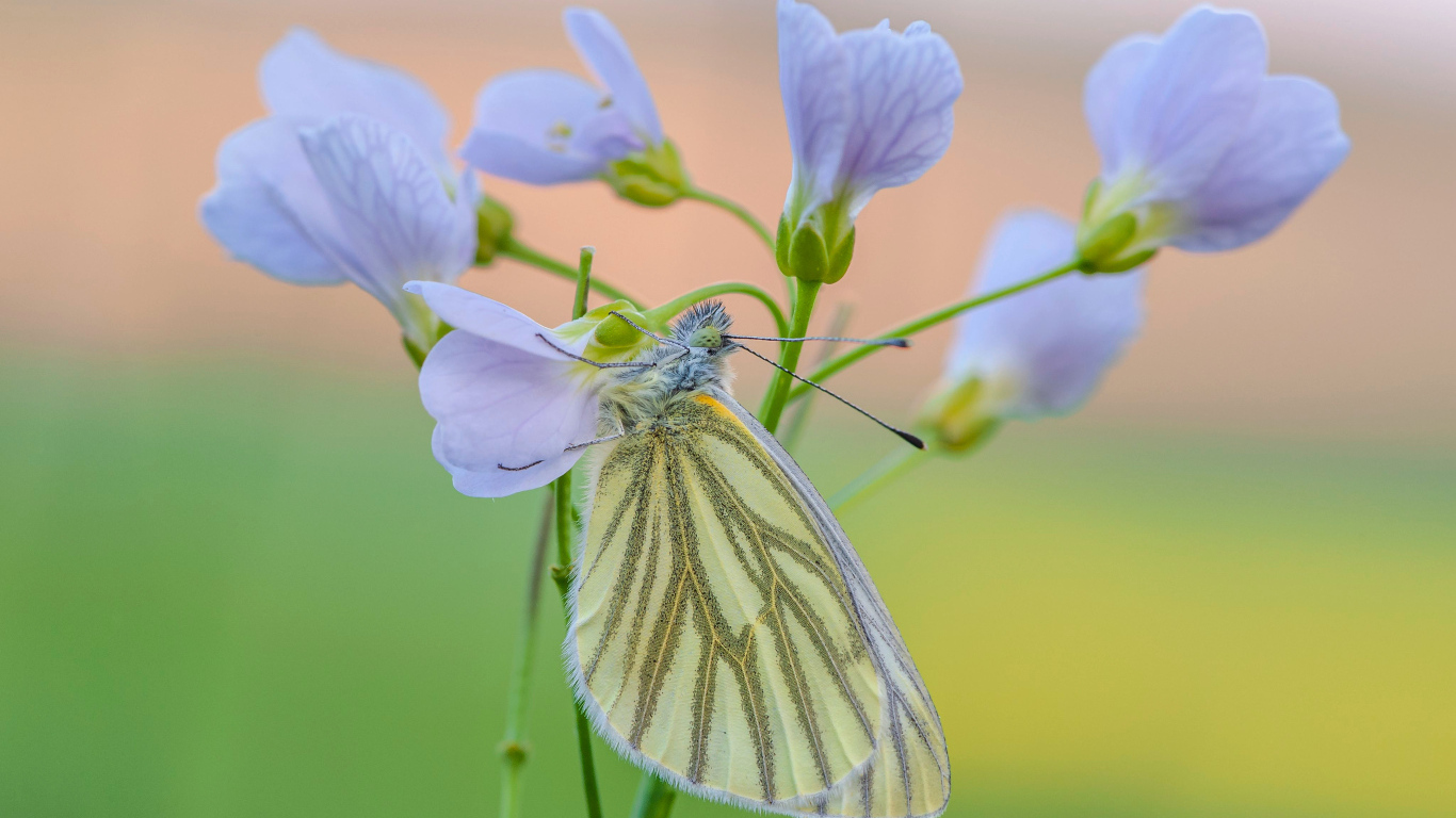 Желтая бабочка висит на голубом цветке