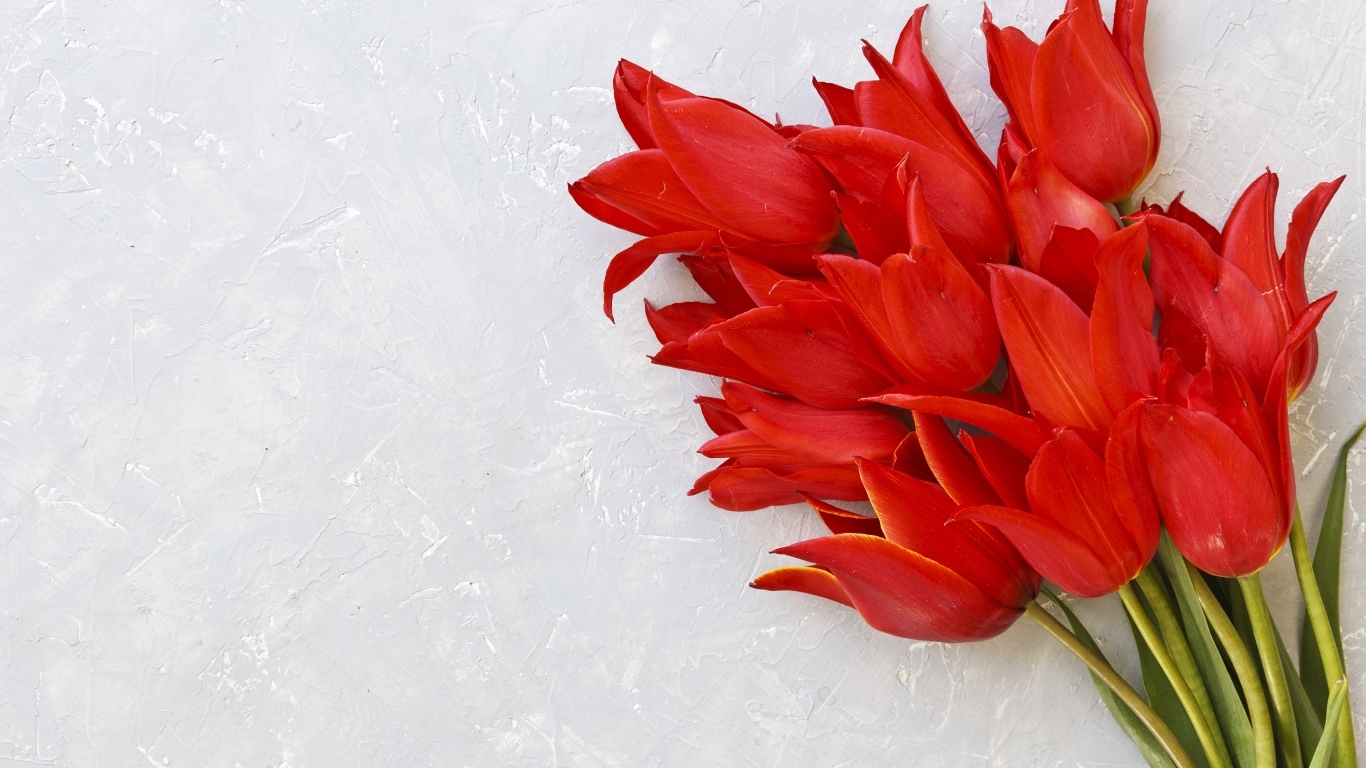 Красивый букет красных тюльпанов на сером фоне