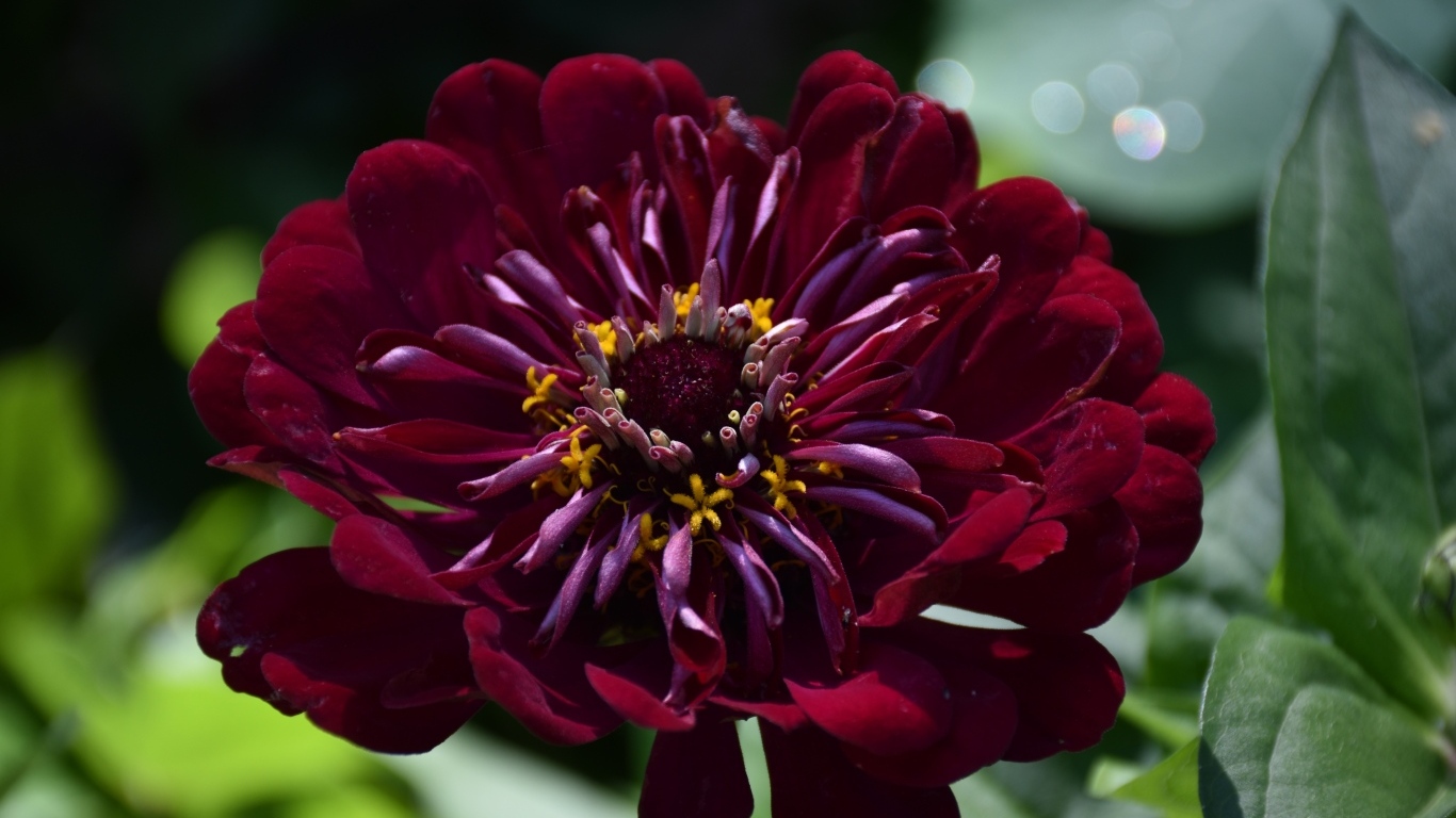 Красивый бордовый цветок циннии