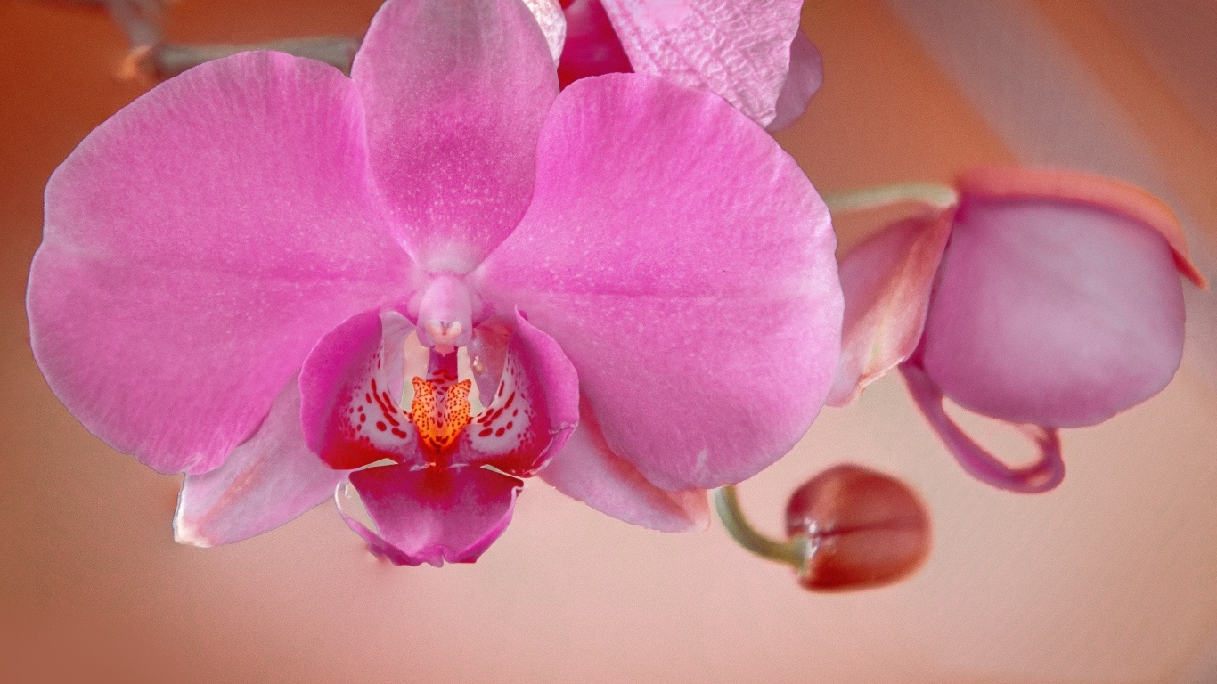 Красивая нежная розовая орхидея с бутонами