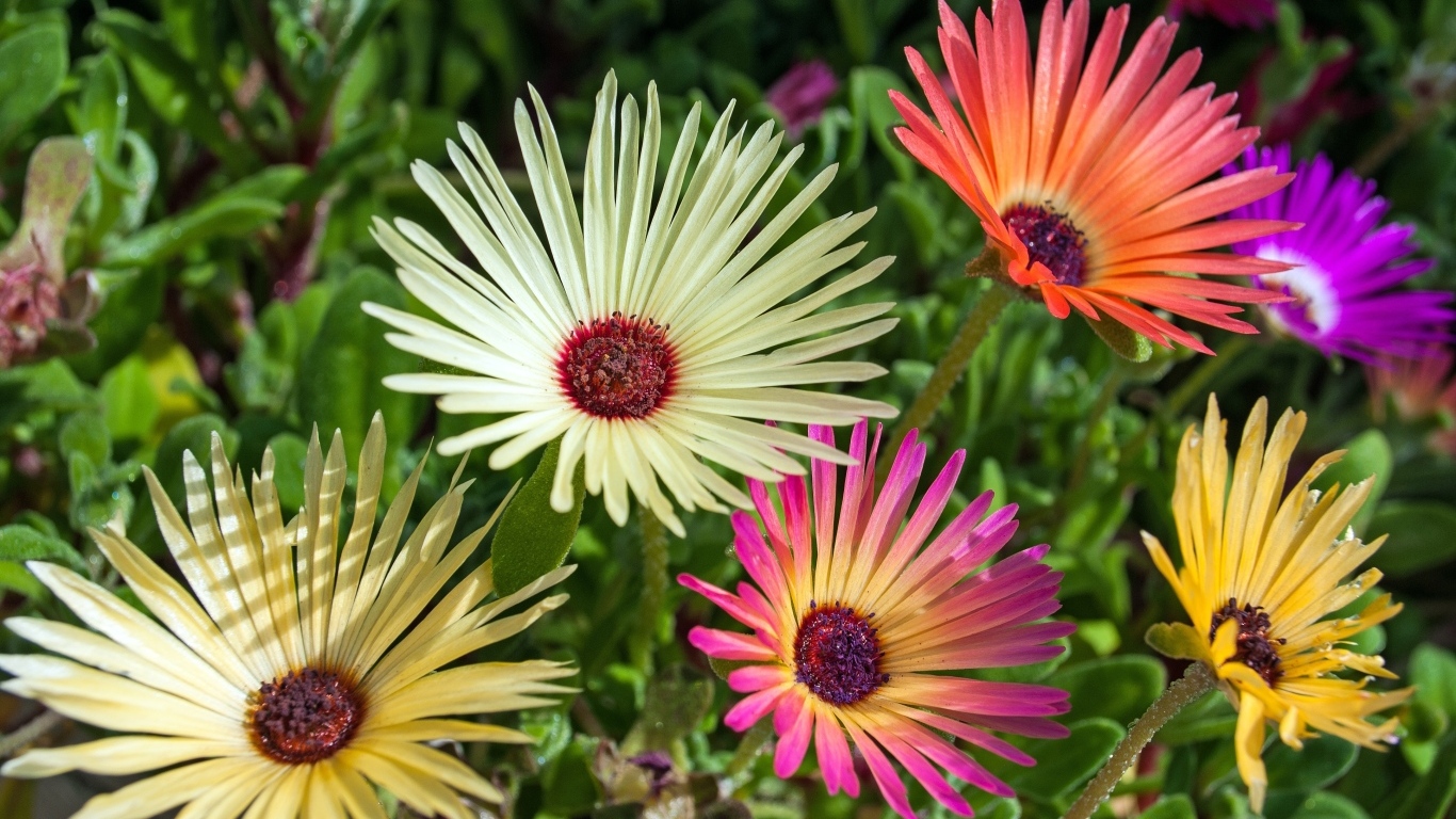 Красивые разноцветные цветы остеоспермум