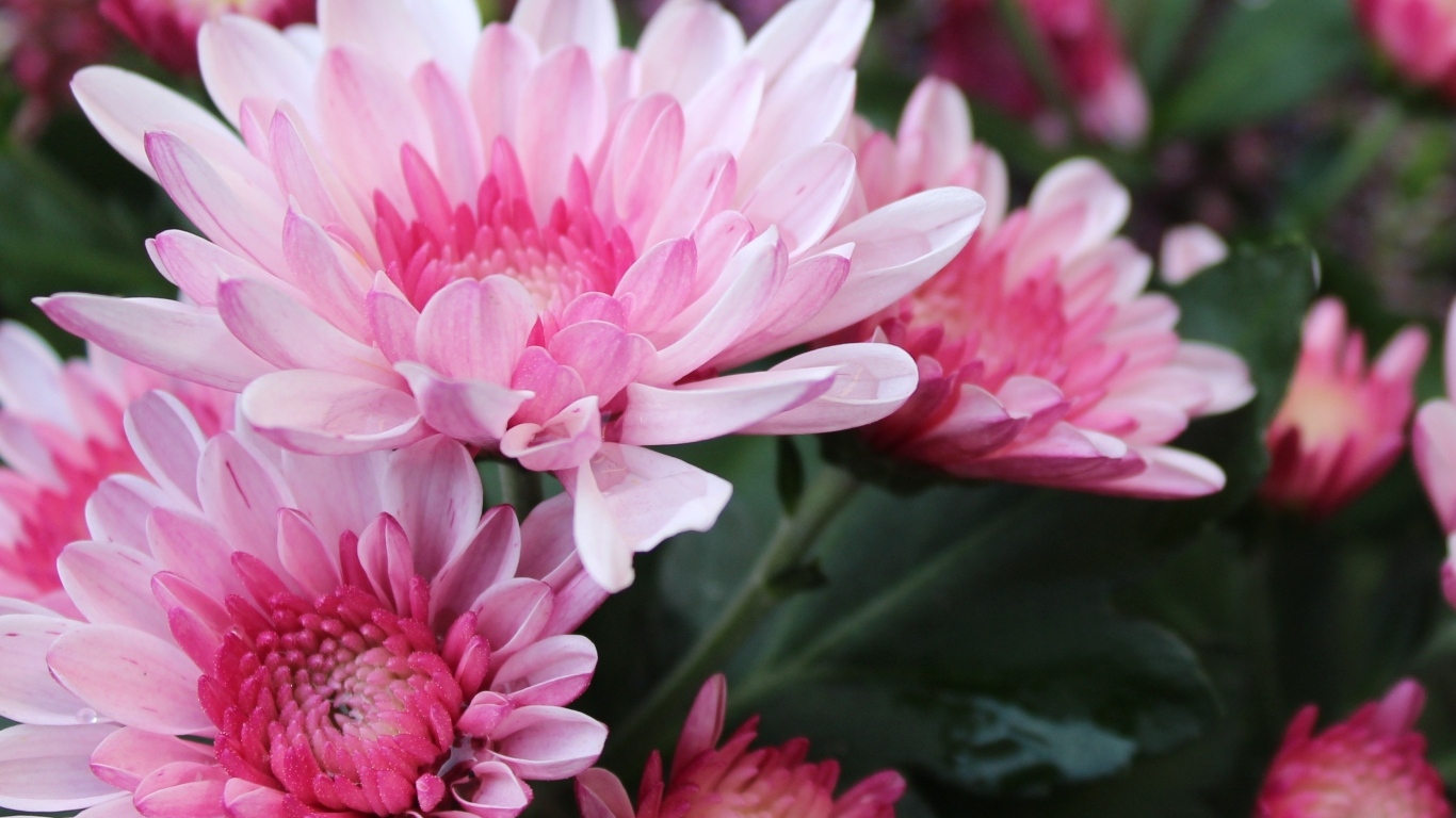 Красивые розовые хризантемы крупным планом осенью