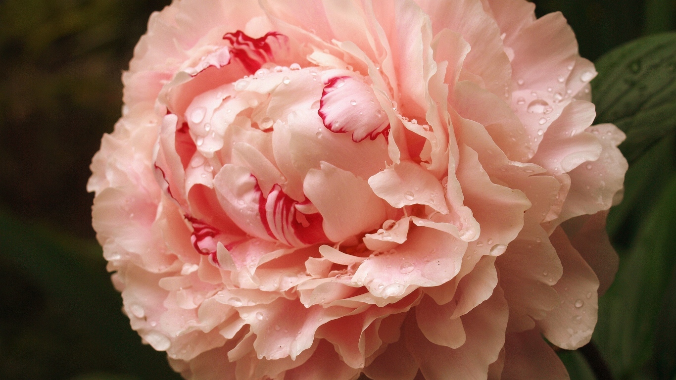 Красивый розовый пион в каплях росы