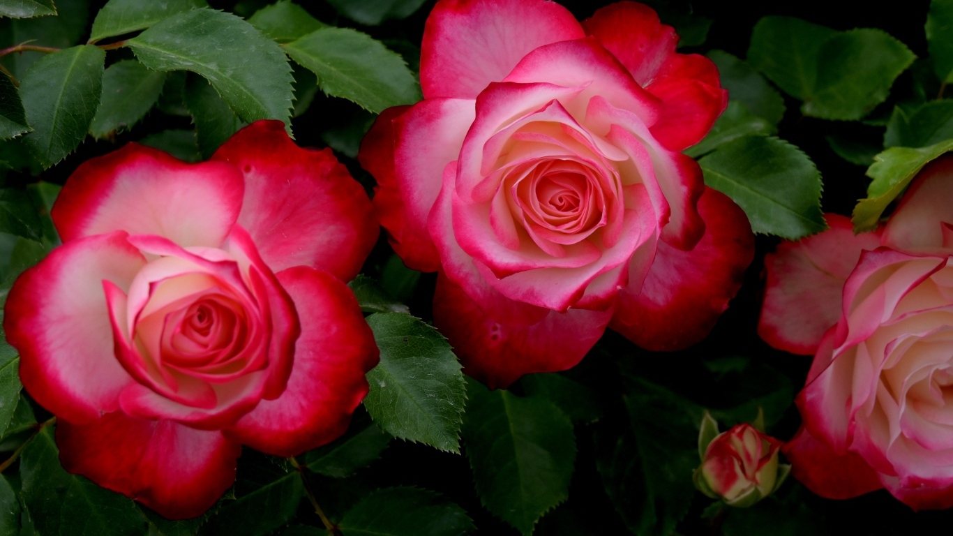 Красивые розовые розы с зелеными листьями на клумбе