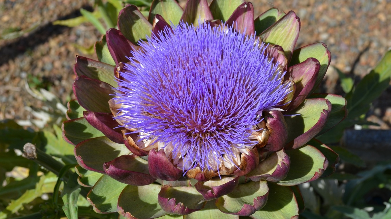 Цветущий артишок на огороде