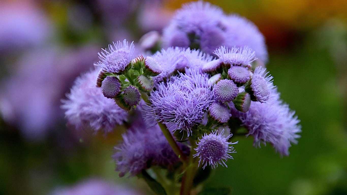 Синие цветы агератум на клумбе