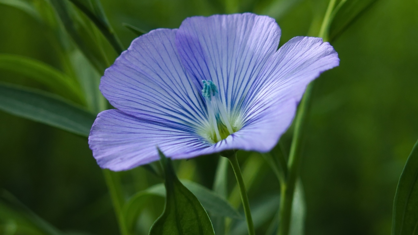 Голубой цветок льна в зеленой траве