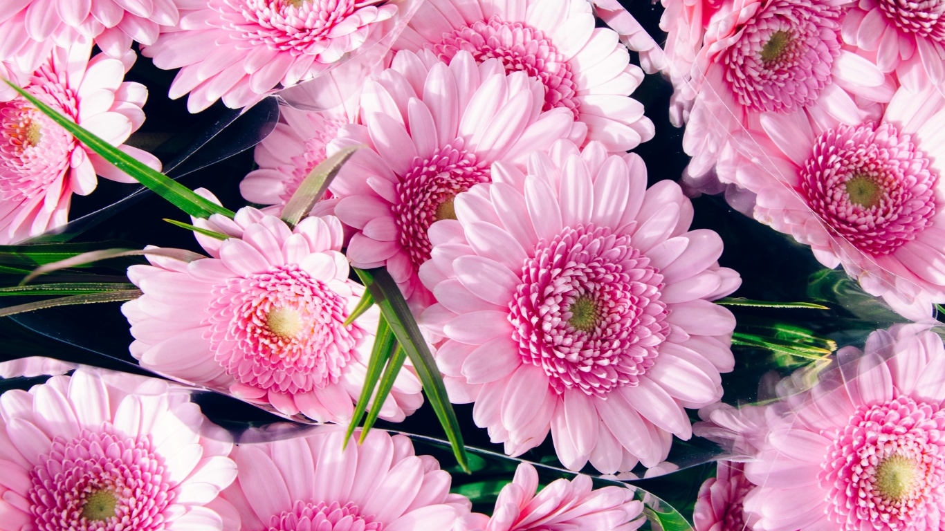 Букет красивых розовых цветов герберы