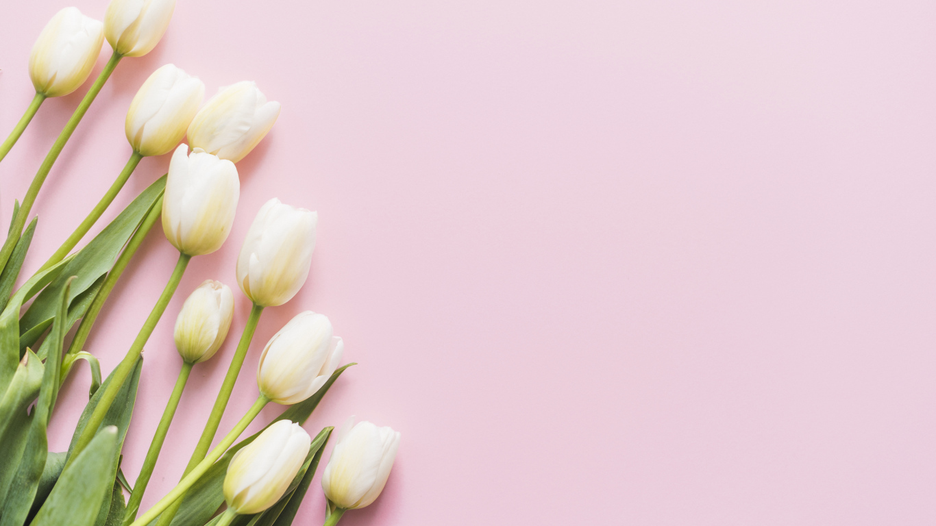 Букет нежных белых тюльпанов на розовом фоне, шаблон 