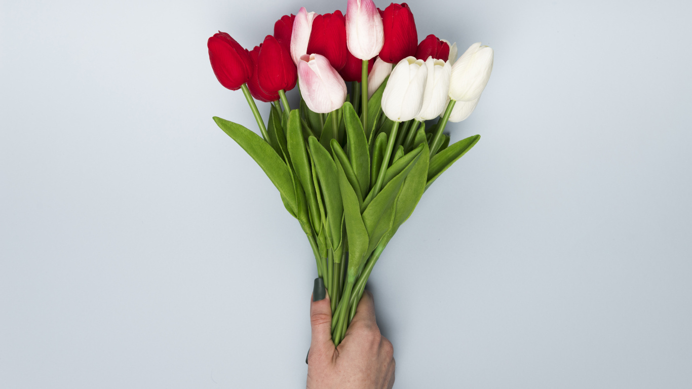 Букет белых и красных цветов тюльпана на сером фоне