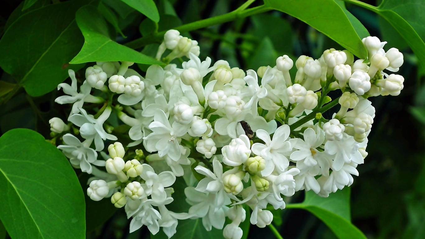 Ветка с нежными белыми цветами сирени