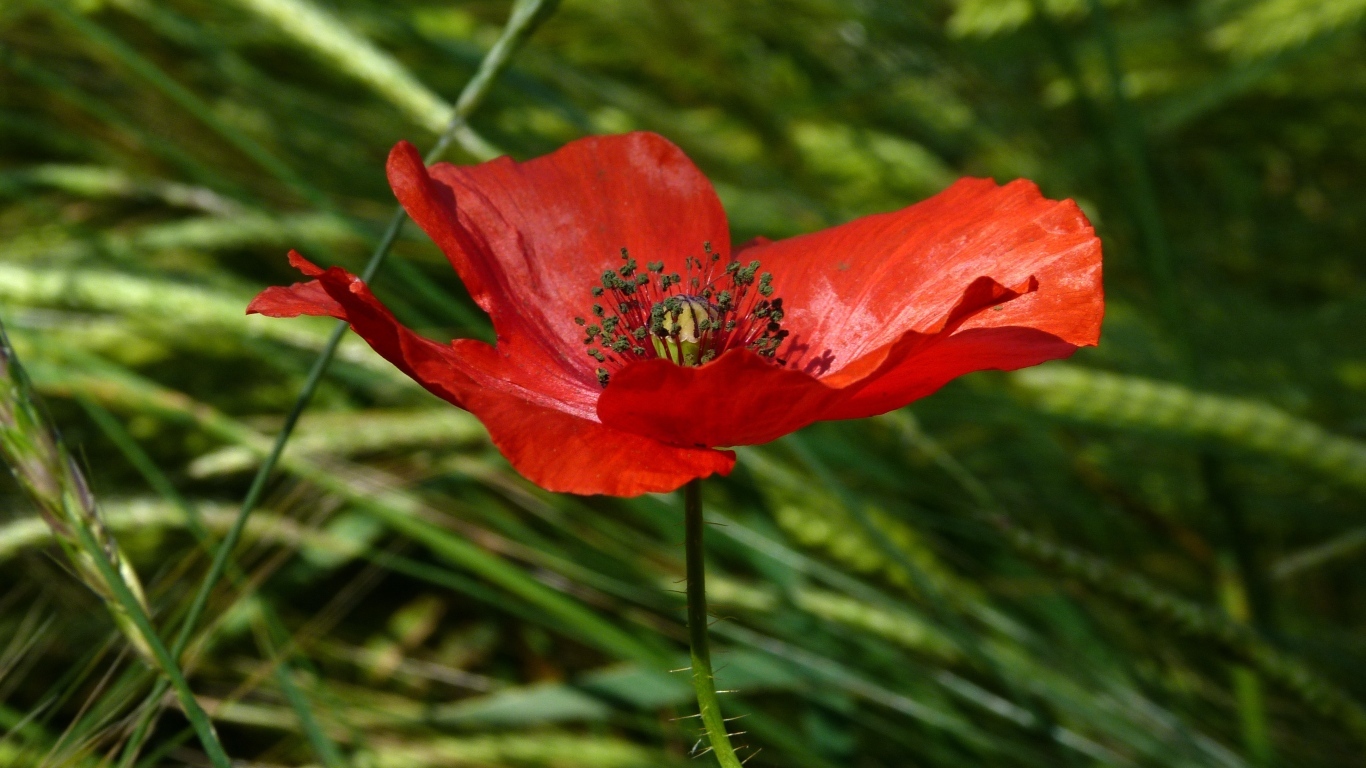 Яркий алый мак в зеленой траве вблизи