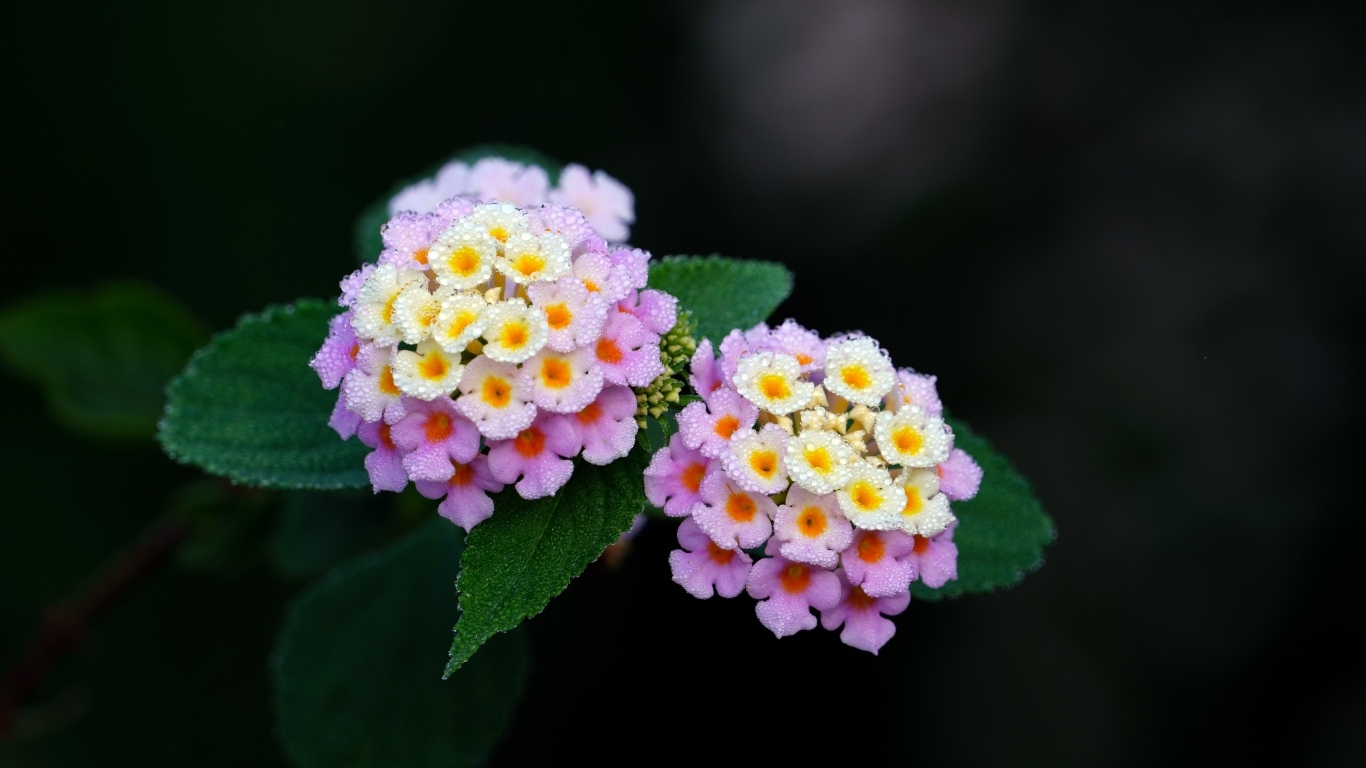 Нежные сиреневые цветы лантана