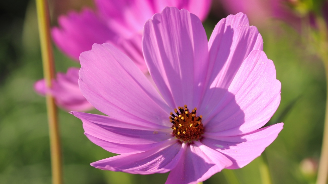 Нежный розовый садовый цветок космея в лучах солнца