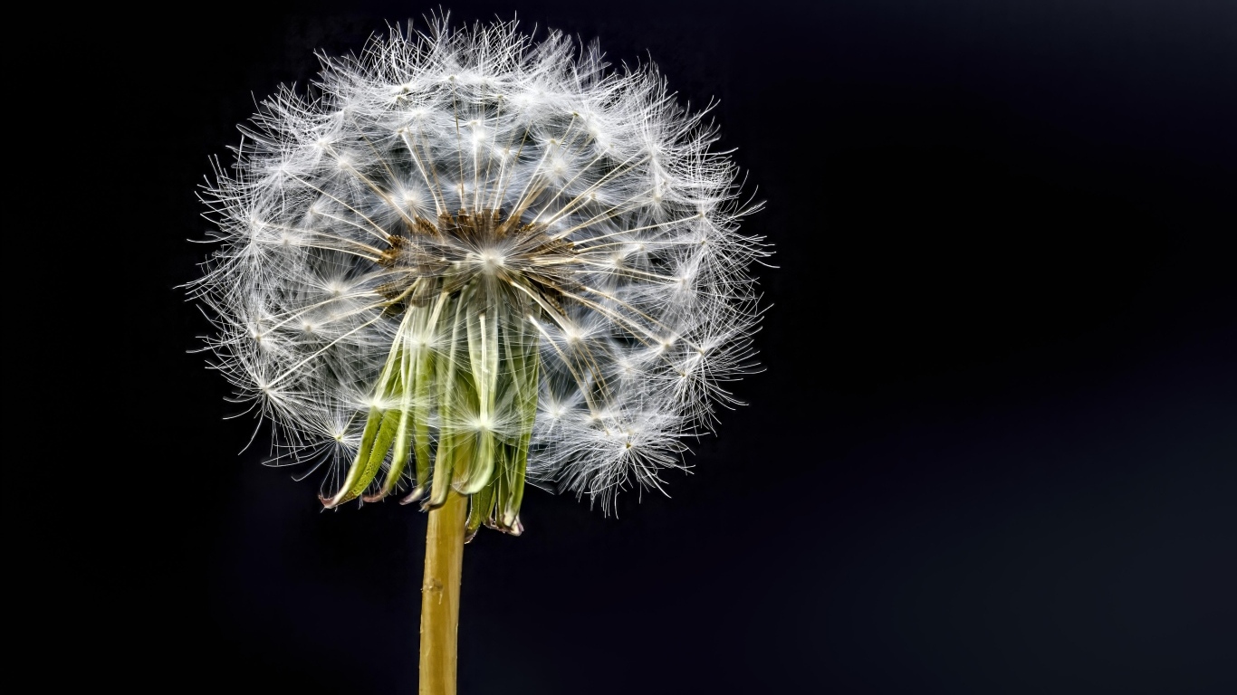Отцветший белый одуванчик на черном фоне