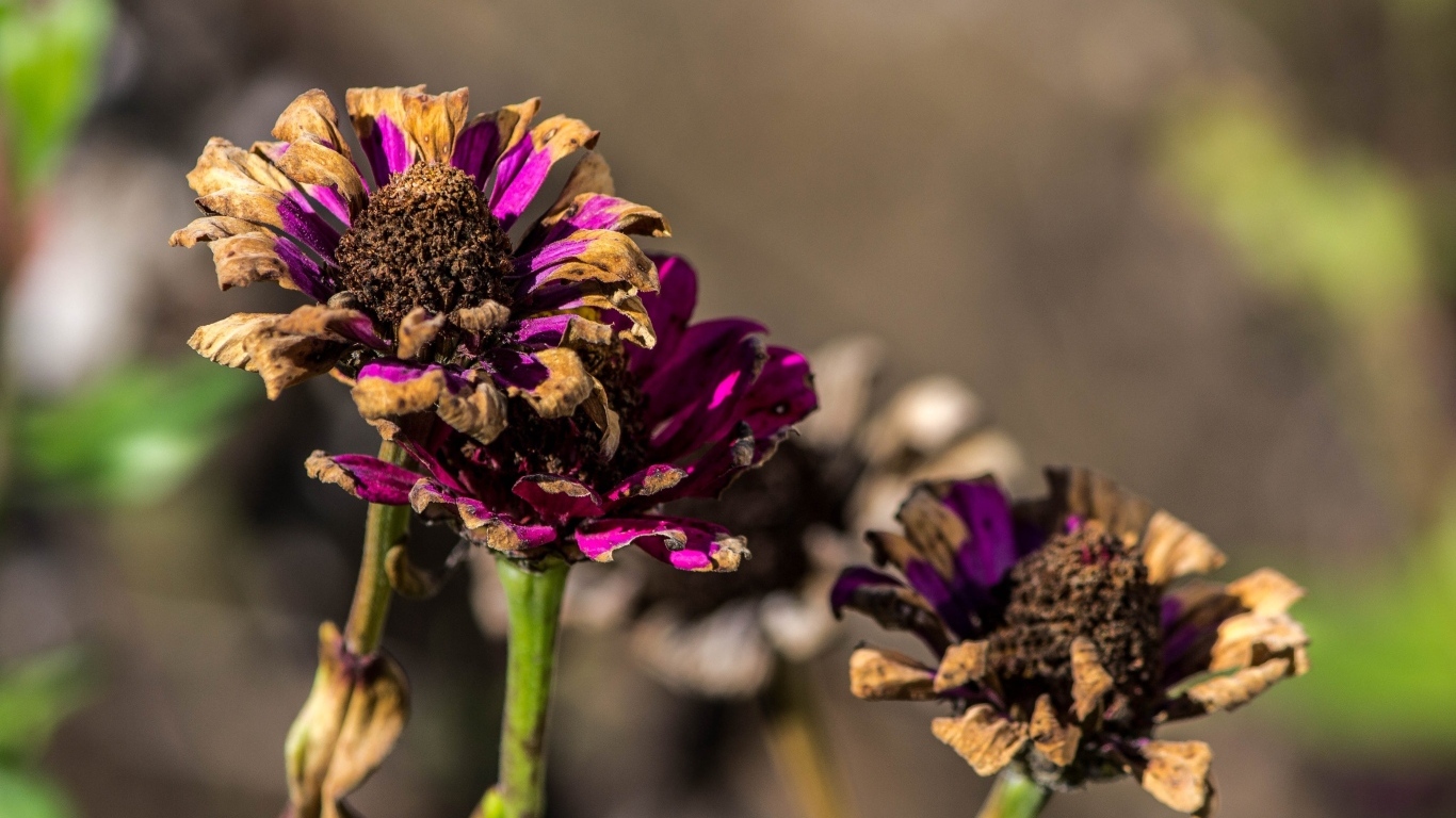 Faded zinnia flowers
