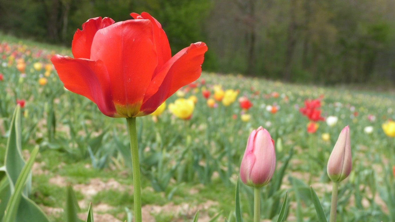 Поле с разноцветными тюльпанами в начале весны