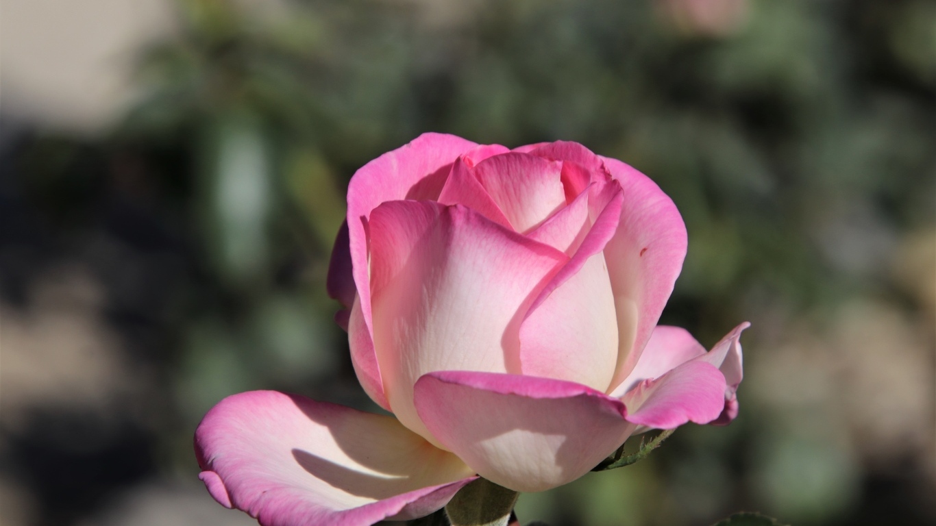 Ароматная розовая роза крупным планом