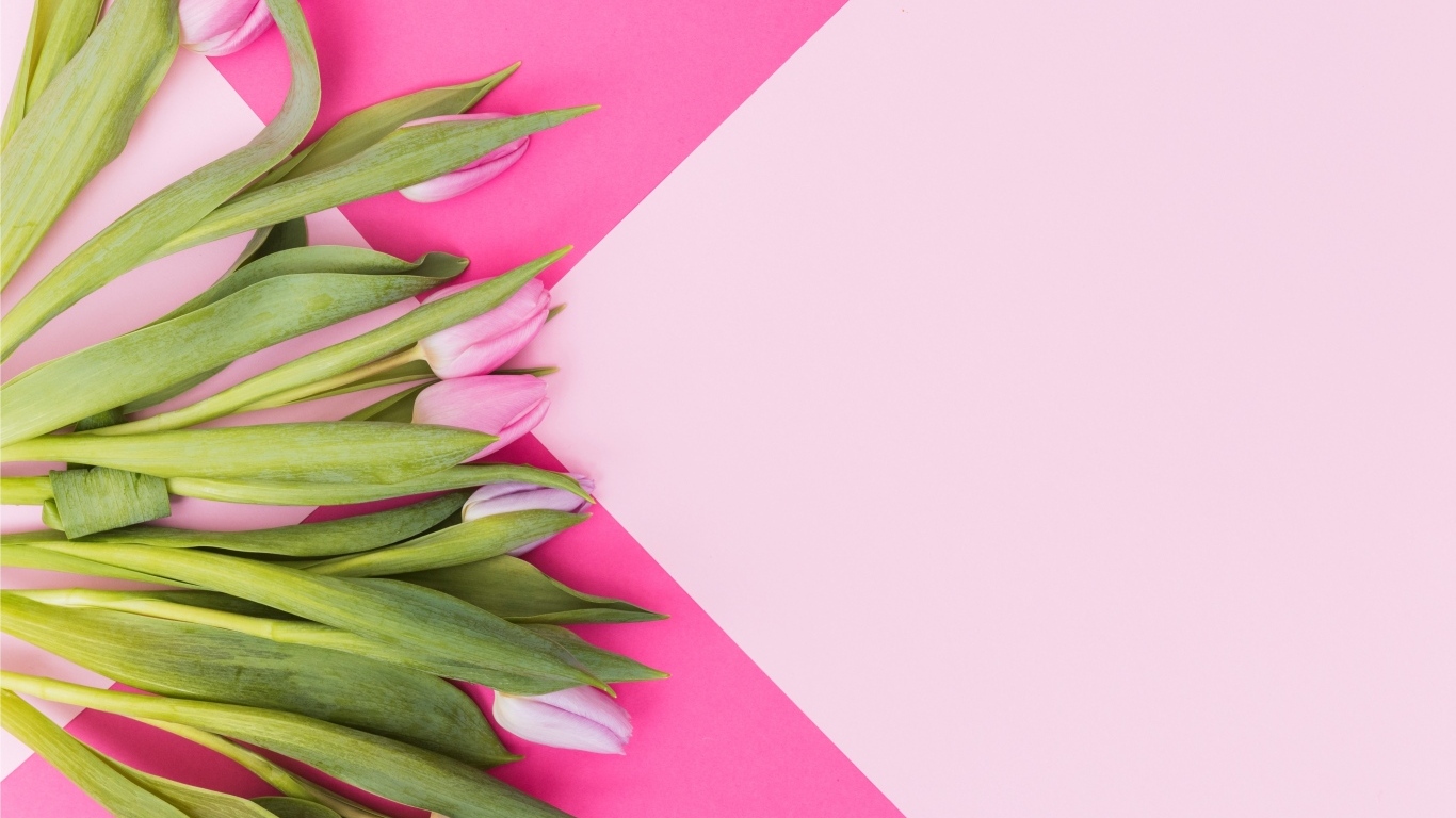 Свежие тюльпаны на нежном розовом фоне