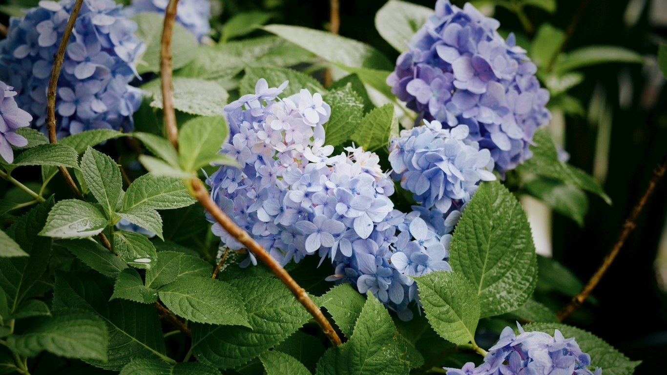 Садовая гортензия в зеленых листьях