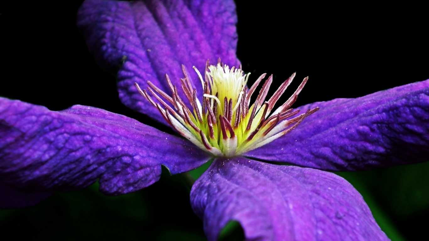 Крупный цветок клематиса на черном фоне