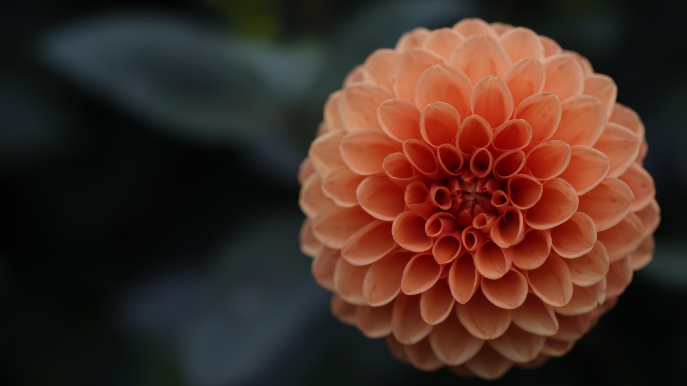 Большой оранжевый цветок георгина крупным планом