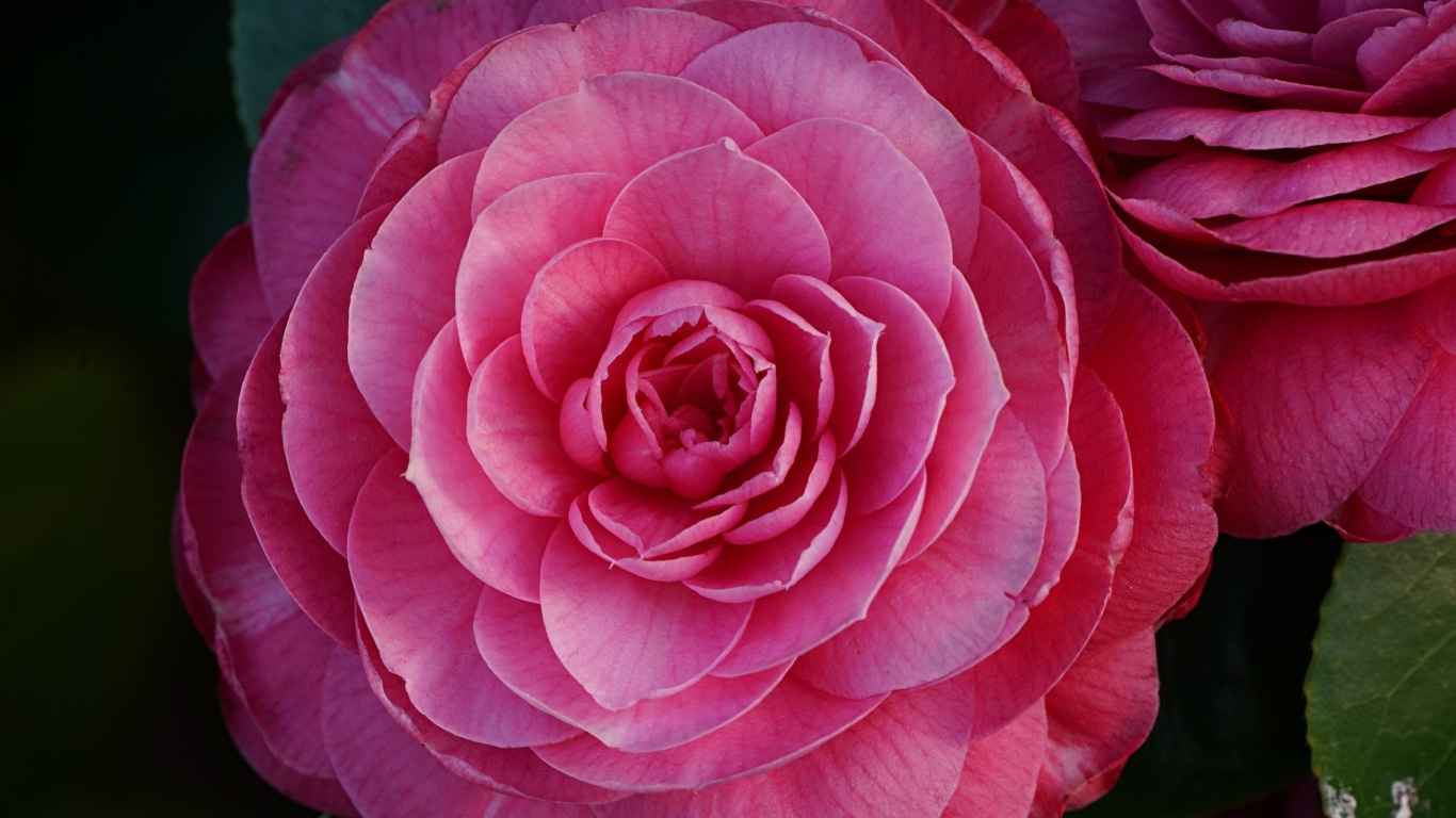 Большой розовый цветок камелия крупным планом