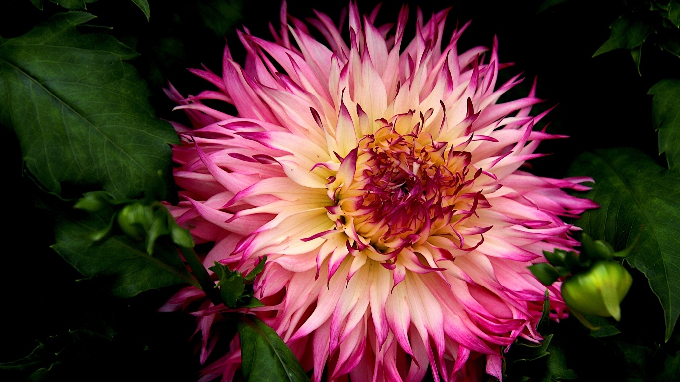 Крупная розовая георгина на клумбе