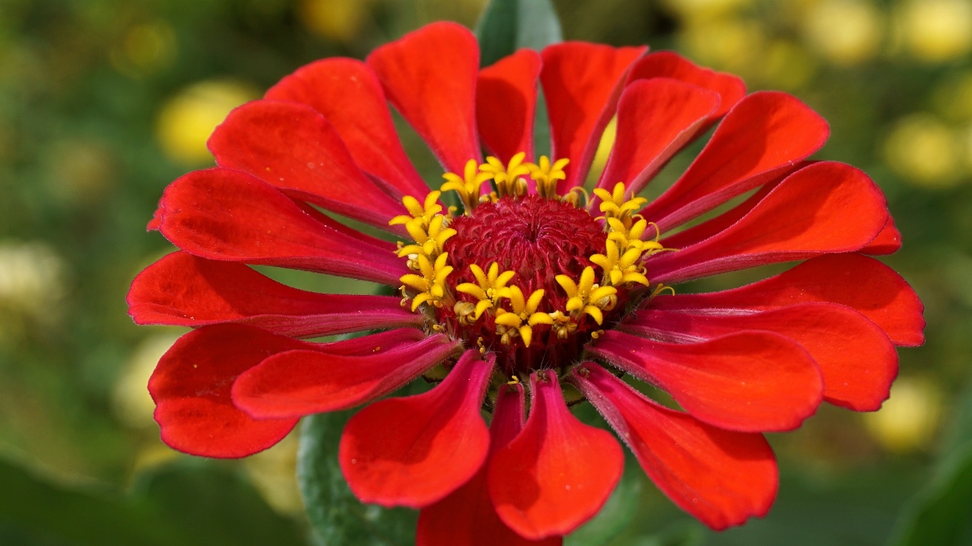 Большой красный цветок цинния