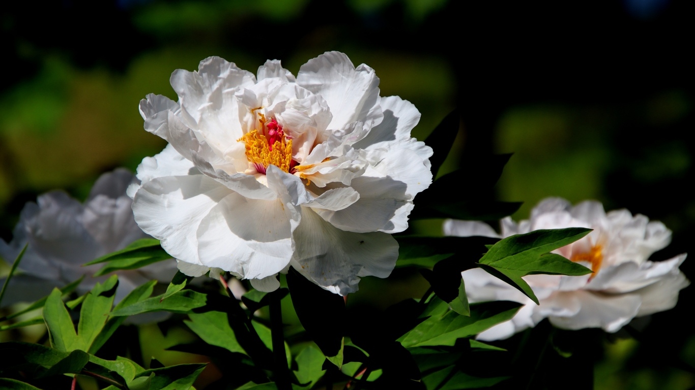 Большой белый пион крупным планом