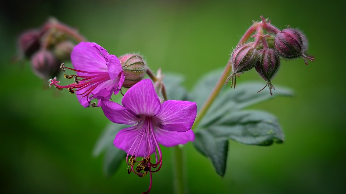Сиреневые садовые цветы на зеленом фоне