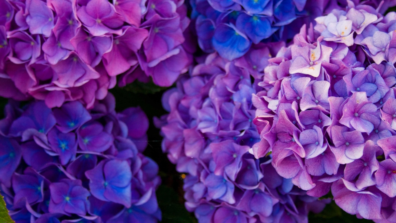 Пышные фиолетовые  цветы гортензии