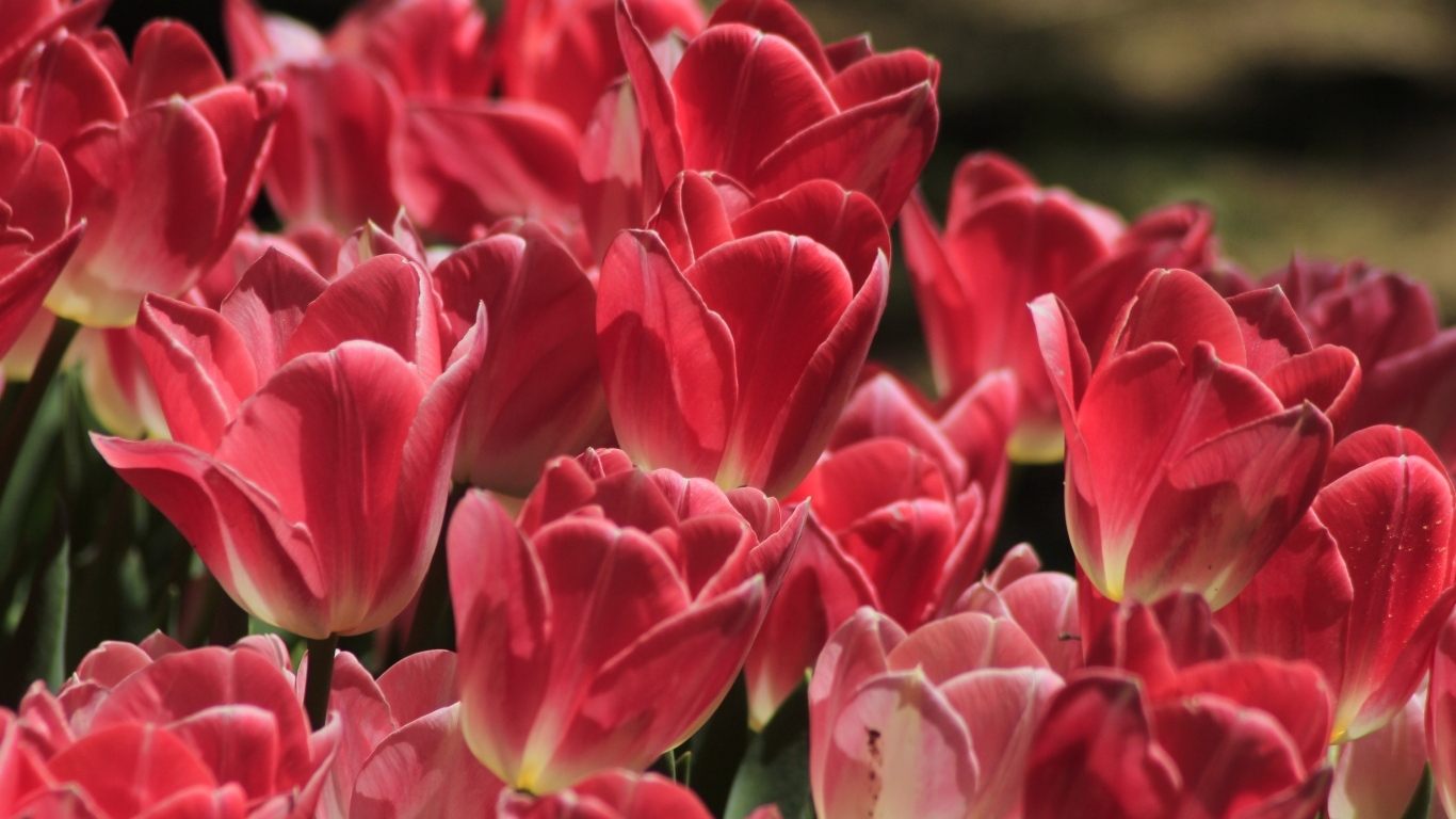 Много ярких розовых тюльпанов крупным планом