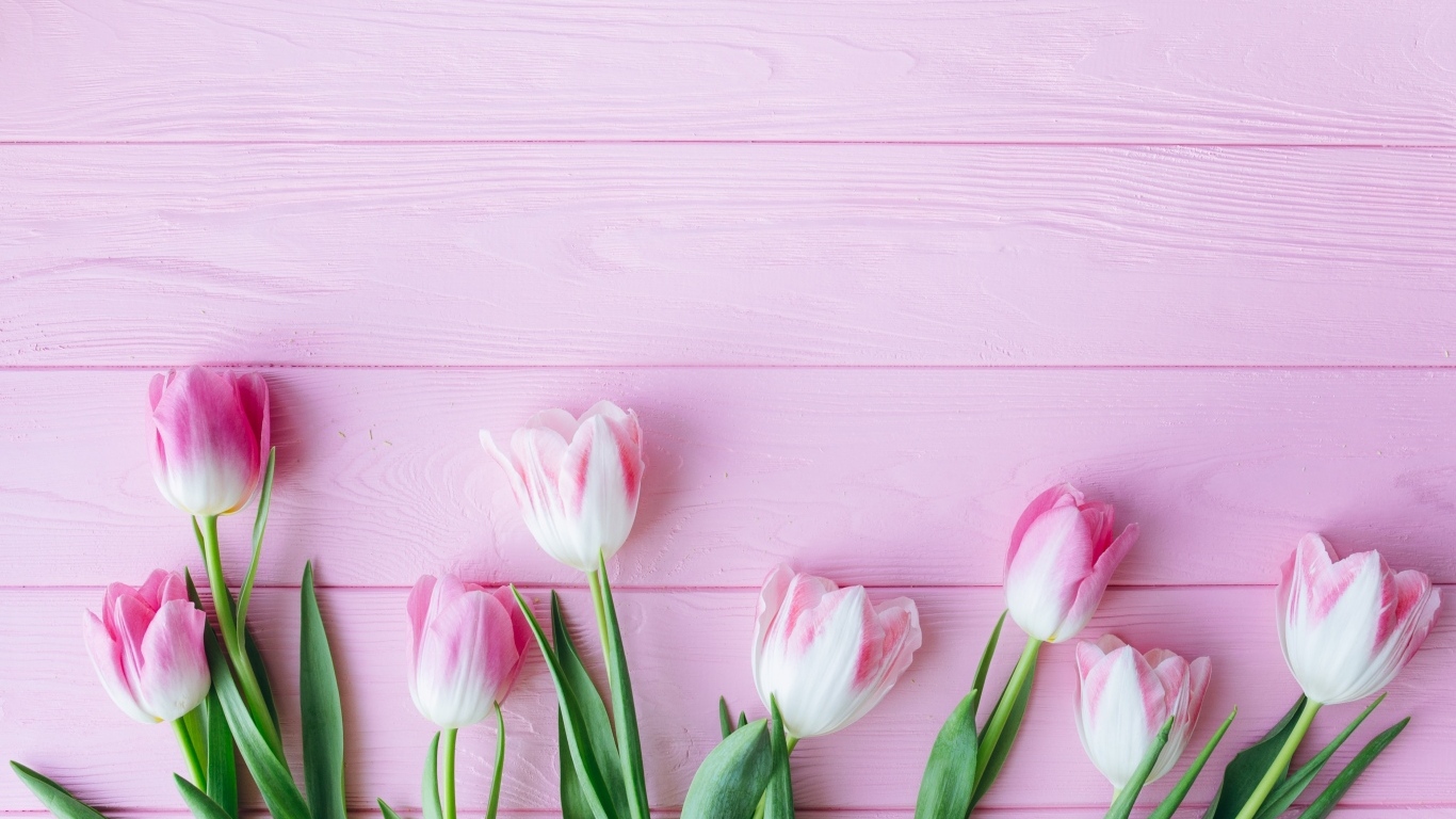 Много тюльпанов на розовом фоне