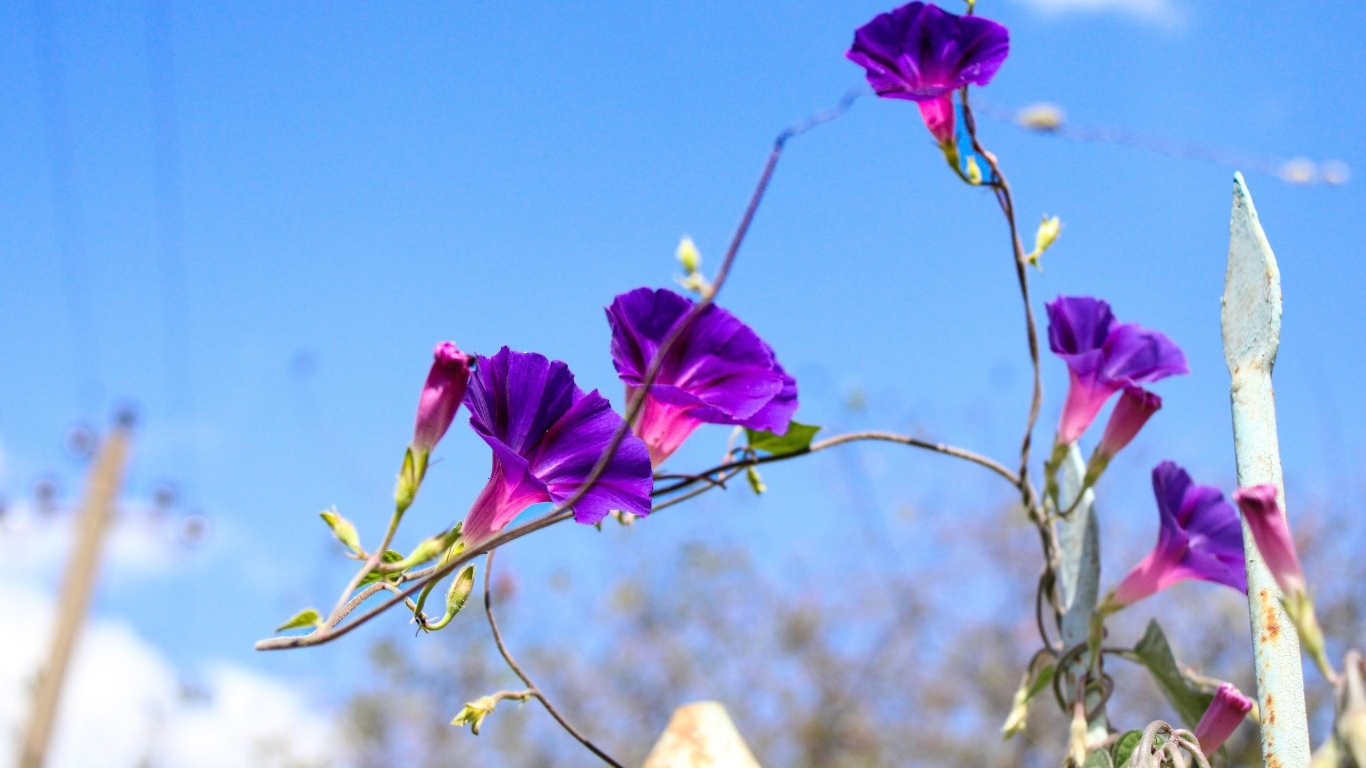 Цветы ипомея на фоне голубого неба