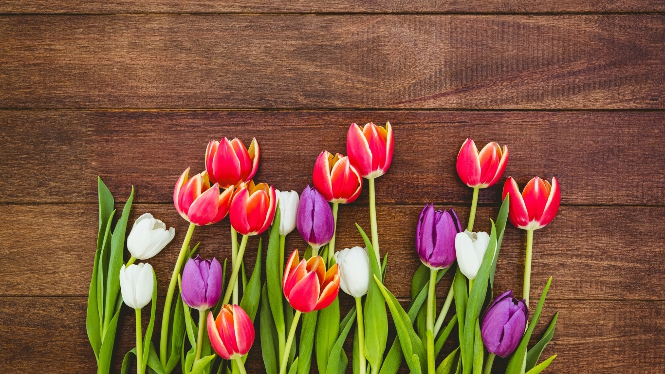 Разноцветные тюльпаны на деревянном фоне