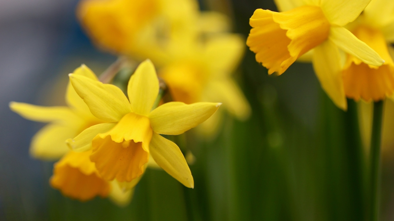 Оранжевые нарциссы на клумбе крупным планом