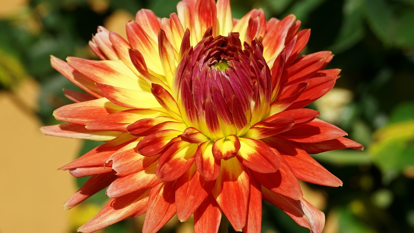 Оранжевый цветок георгина крупным планом