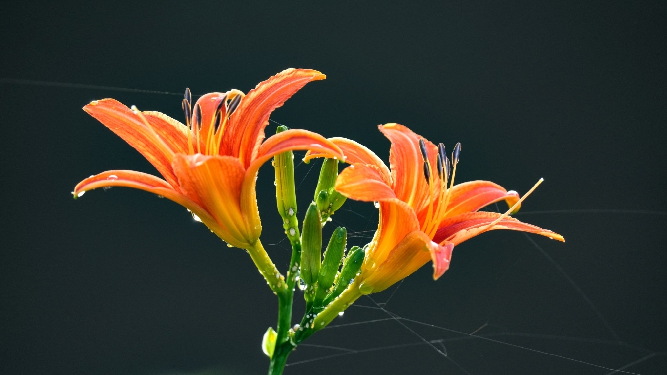 Оранжевые цветы лилии на черном фоне в каплях росы