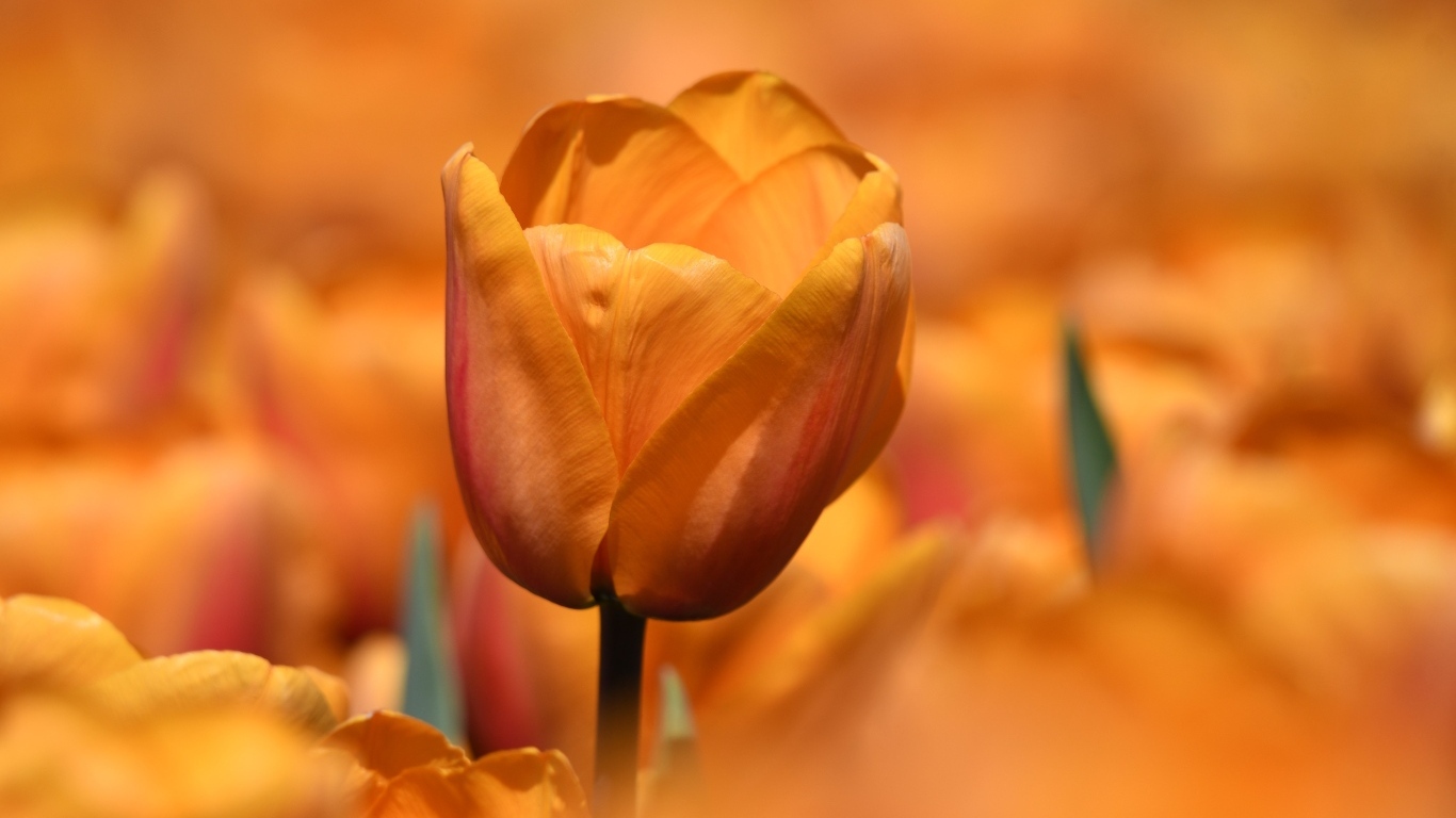 Оранжевый цветок тюльпана на клумбе крупным планом