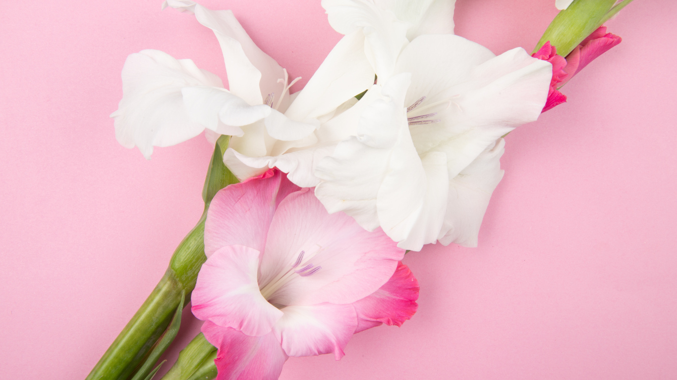 Розовые и белые цветы гладиолуса на розовом фоне