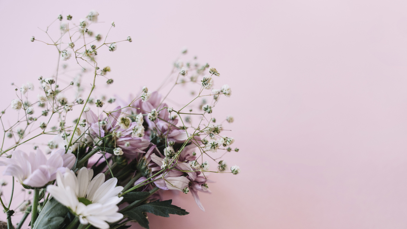 Розовые цветы хризантемы с цветами гипсофилы на белом фоне