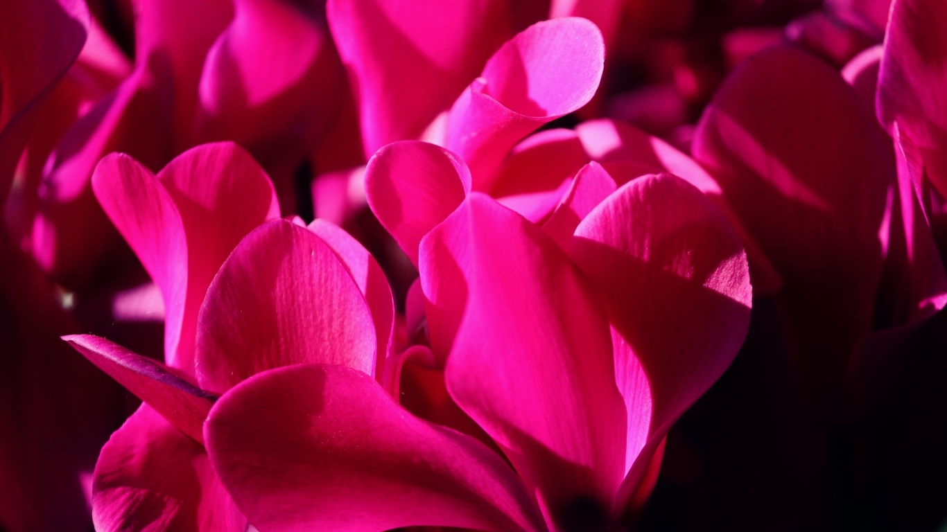 Розовые цветы цикламена крупным планом