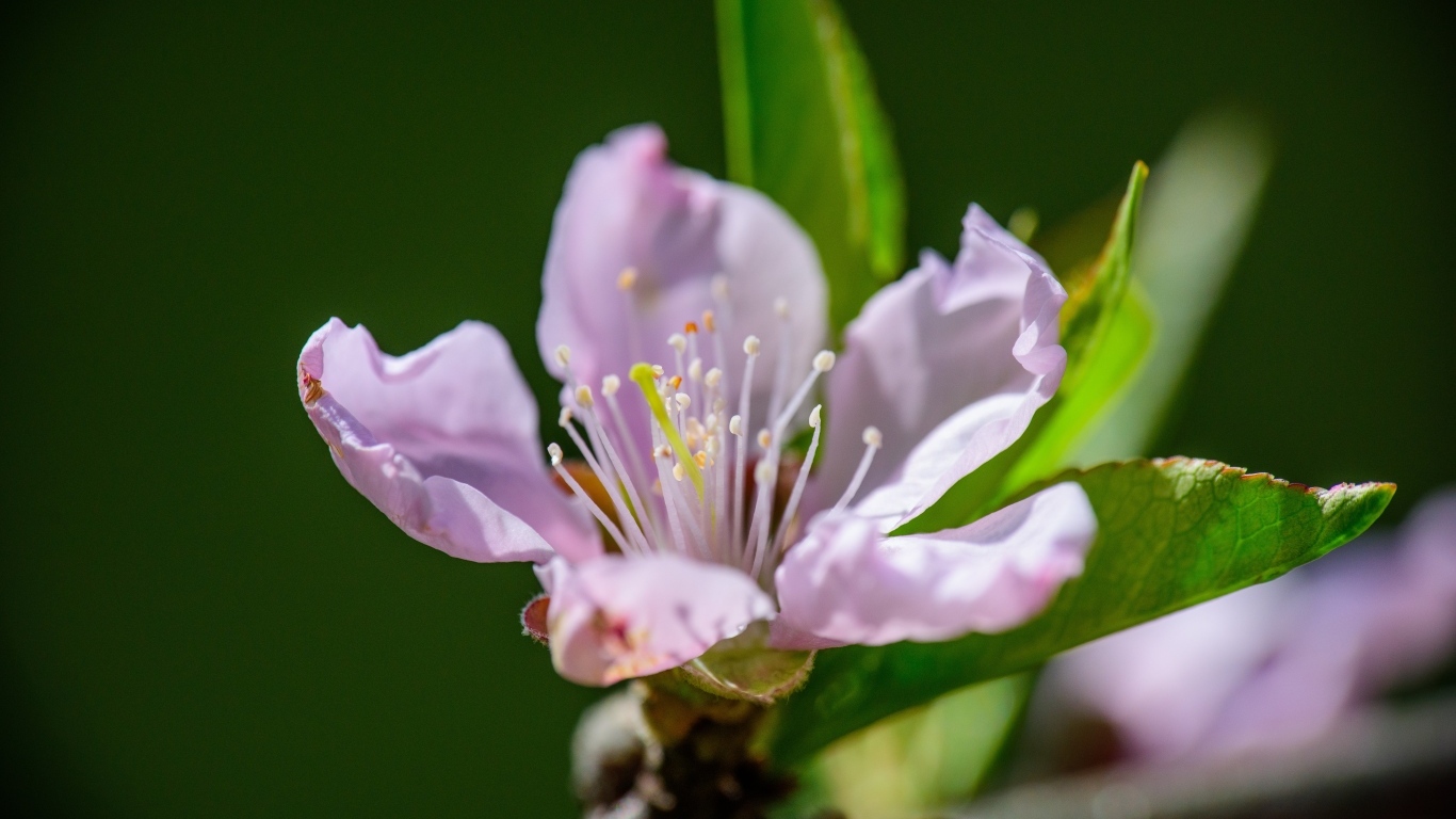 Розовый цветок на ветке дерева весной с зелеными листьями