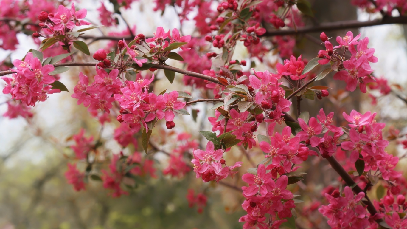 Розовые цветы на ветках дерева весной